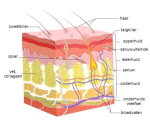 anatomie huid